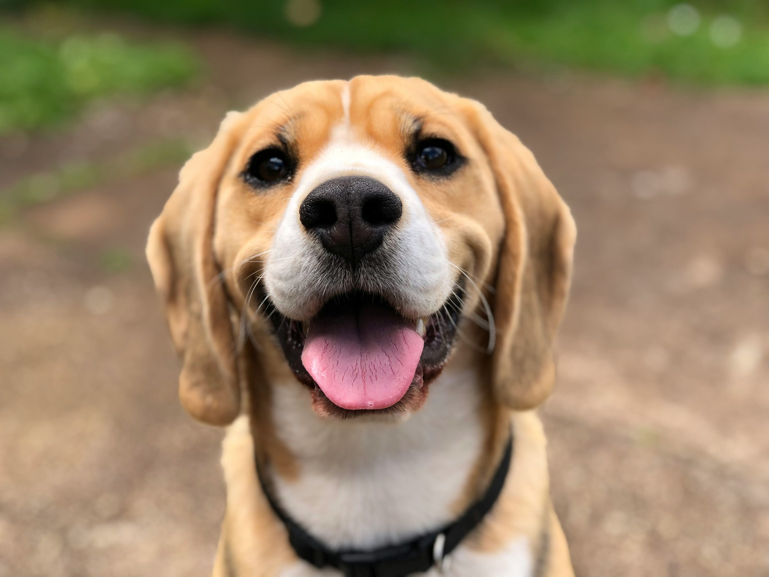 photo chien
